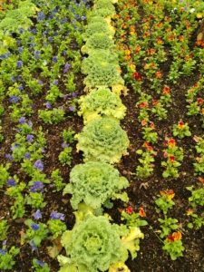 Plan your beautiful and edible garden for Summer!